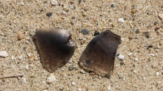 4 small Obsidian chips (Protection stone)