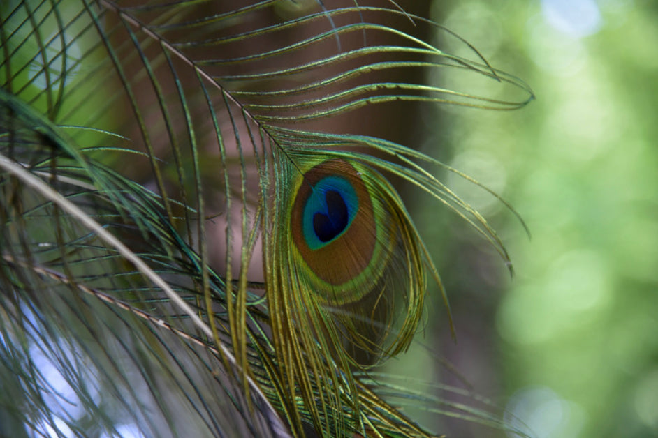 Peacock Feather