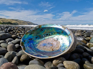 Abalone Shell